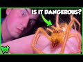 Huge camel spider searching for weird desert creatures