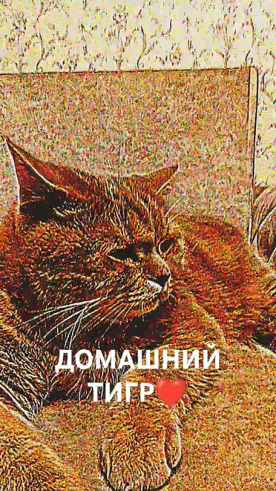 ДОМАШНИЙ ТИГР ️#котики - YouTube