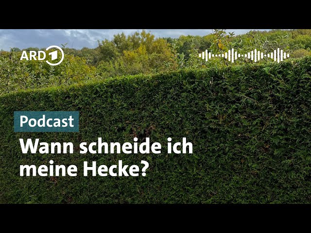 Hedge trimming - what is permitted? - YouTube