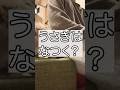 うさぎは懐くのか？かわいいうさぎの動画で回答します