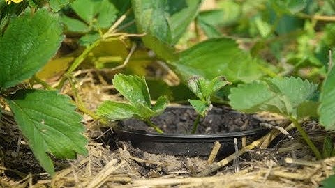 Aardbeien stekken