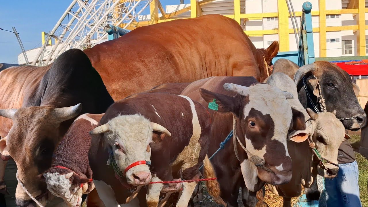 ROMBONGAN SAPI RAKSASA TURUM DARI TRUK KONTES JEMBER ‼️🔥🔥🔥