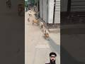 Dogs vs Dogs… But Everyone’s Confused #viralshorts