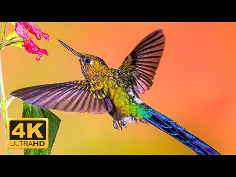 The Greatest BIRDS COLLECTION Relaxing Music And Nature