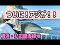 横浜でこんな時間からアジが！？ウキがズボっと大連発！！【横浜・杉田臨海緑地】【2023.7】