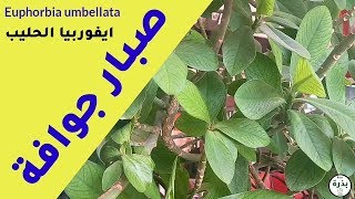 نبات صبار جوافة ايفوربيا الحليب Euphorbia umbellata أو شجيرة الحليب الافريقية