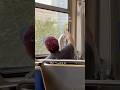 This guy on the train today sharing the view with his cat 🥺