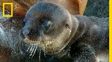 Incredible Sea Lion Birth Captured on Video | National Geographic