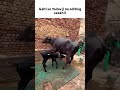 When Yadav Ji Learns Editing Memes Funny Comedy Yadav 