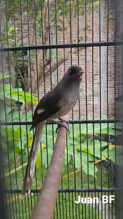 Masteran Murai Air rapet untuk mikat atau untuk masteran cucak ijo , Murai trotol