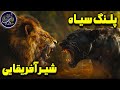 نبرد شیر آفریقایی و پلنگ سیاه