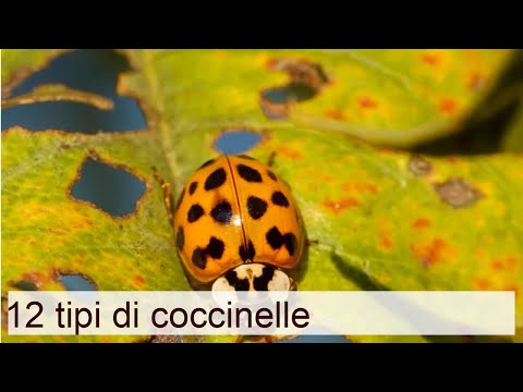 Video: Tipi di coleotteri: descrizione e foto