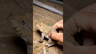 Funny frogs Catching |Wep wep catching frogsfunny |boing catch frogs make you laugh #shrtsfeed