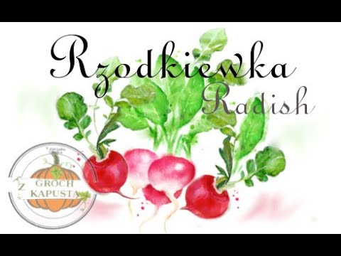 Wideo: Rosnąca Rzodkiewka