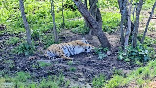 Симба и Зайра в активной охоте. Тигры отдыхают на природе. ПАРК ЗЕМЛЯ ПРАЙДА 🌿