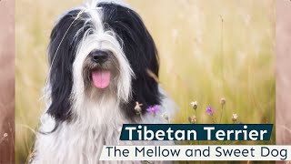 Tibetan Terrier  The Mellow and Sweet Dog