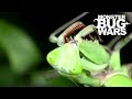 Giant Rainforest Mantis Vs Spiny Leaf Insect | MONSTER BUG WARS