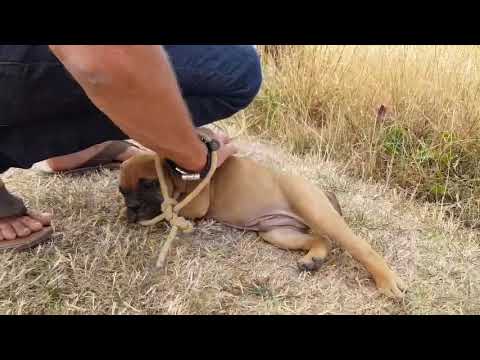 Video: Sådan Stopper Du En Hvalp (eller Voksen Hund) Fra At Tygge Alt