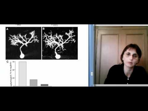 თ.ლორთქიფანიძე გლია-ნეირონი ლექცია 2.2