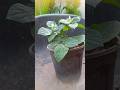 #gardendesign my garden new flowers plant#flowers #flowergarden #🙏😊