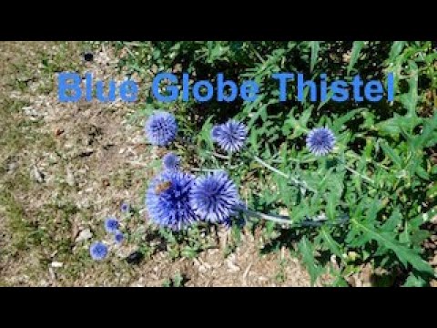 Video: Growing Globe Thistle Flowers - Information om Globe Thistle Echinops
