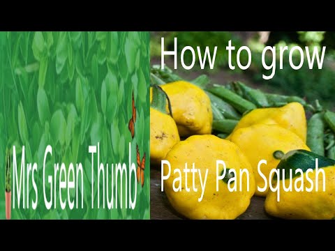 Video: Apa Itu Patty Pan Squash - Cara Merawat Tanaman Scallop Squash