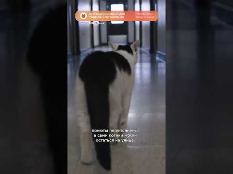 Коты вместо улицы попали… в тюрьму! 😱 #интересныефакты #shorts