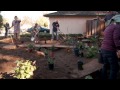 Installing a California native plant garden