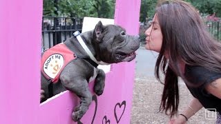 Dog Kissing Booth for Best Friends Animal Society