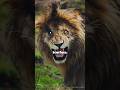 This Lion Died Without Ever Being Defeated Shorts This Lion Died Without Ever Being Defeated Shorts