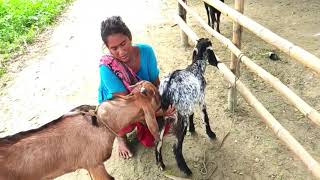 #goatmeeting #goatbreed, How the goats in the beautiful environment of the village inside the farm