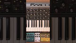 Subsequent 37, tape loop and effects    #moogsynthesizers #strymon #redpandalab #shorts