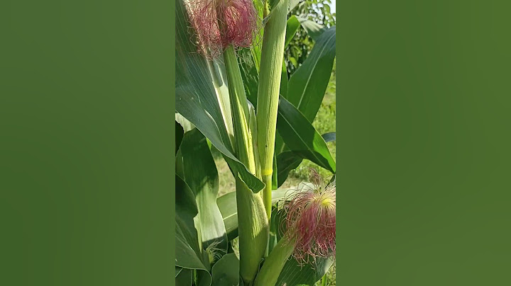 Американська кукурудза для попкорну — виросла вище за мене! 🌽🇺🇸#кукурудза