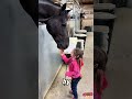 Little Girl Shares a Heartwarming Moment with Horses #foryou#shorts