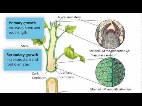 Video: Hva er de 3 primære meristemene?