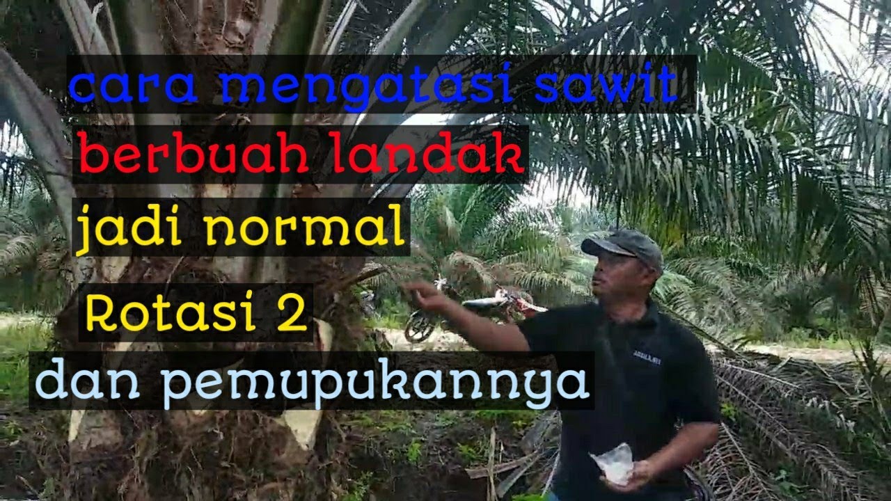 cara mengatasi sawit berbuah LANDAK jadi NORMAL Rotasi 2 dan pemupukannya