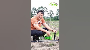 Ưu điểm béc tưới GAT 2016 phù hợp với cây chuối | Green Agritech