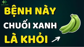 Không Ngờ Quả Chuối Xanh Này Quý Hơn Nghìn Viên Thuốc Bổ, Chữa Bách Bệnh, Sống Thọ 120 Tuổi | SX