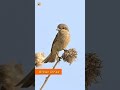 Brown Shrike Bird Sound Brown Shrike Bird Sound