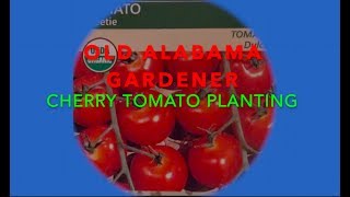 CHERRY TOMATO GROWING - *SECRETS* ON HOW I DO IT (OAG) Cherry Tomatoes Three Secrets Oag