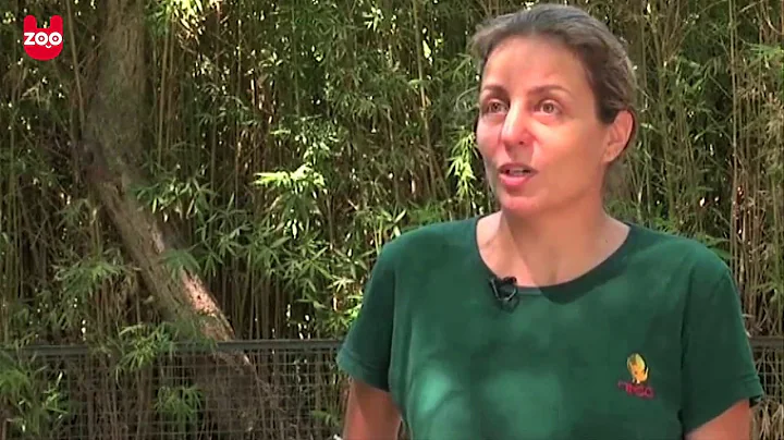 Sand Cat Kittens Filmed in the Wild for First Time | Nat Geo Wild