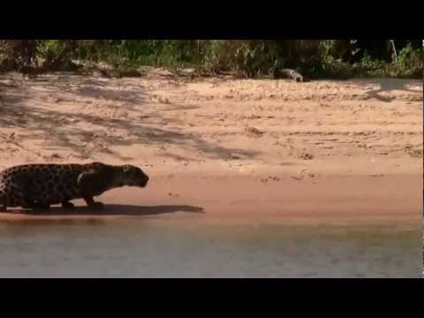 Flagra no Pantanal: Onça pintada ataca e captura uma capivara gigante - 2013