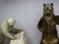 クマの剥製＜奥飛騨クマ牧場＞ の動画、YouTube動画。