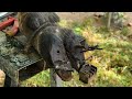Good luck with the Screw with Nails WAS STUCK IN cow's hoof , Cut ,Trim and Cleaning