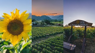 El Paseo de los Girasoles