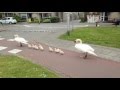 Swan family transferring to other canal by crossing the vehicles road.