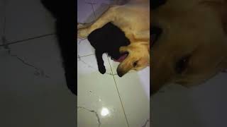 Just a friendly battle… or is it? 👀🐶DogLife #FunnyDogs #DogLovers #PuppyPlay