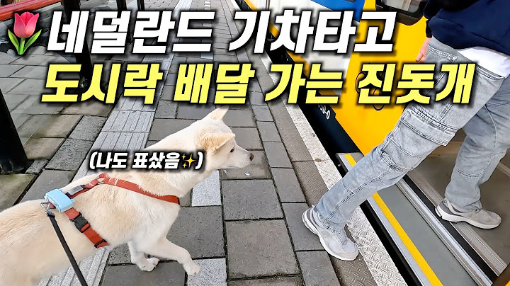 네덜란드 기차에서 진돗개를 처음 본 더치들 반응ㅎㅎ