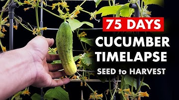 Growing CUCUMBERS 🥒 From Seed - 75 Days Time Lapse