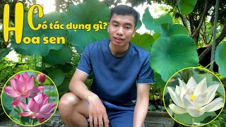 6 Tác Dụng Thần Kỳ Của HOA SEN